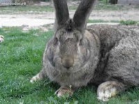 /album/mananca-sanatos-ro/images-2-jpg/